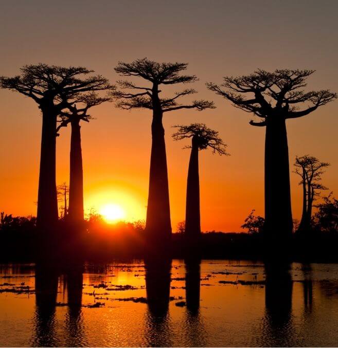 Sunset Baobab Avenue