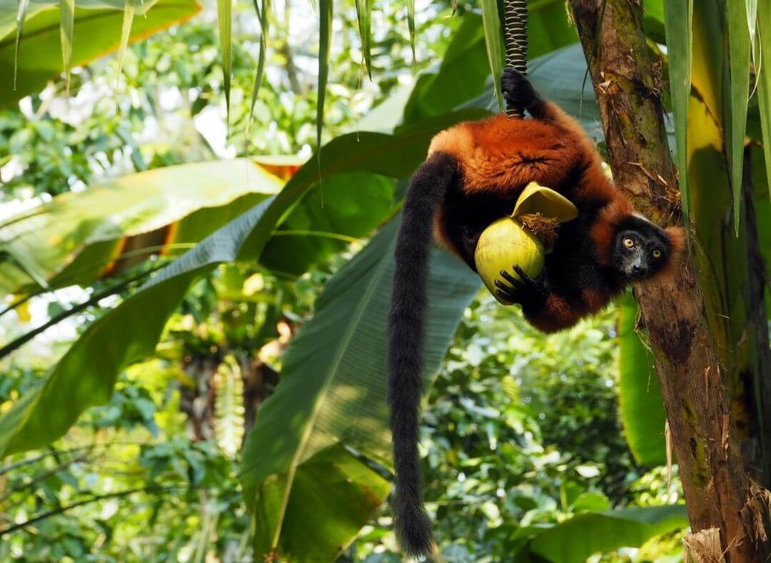 lemur-with-coconut