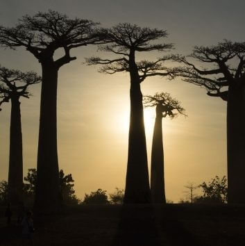 Baobab Avenue Morondava
