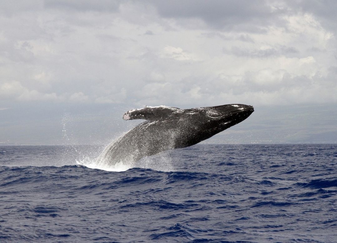 Humpback whale 